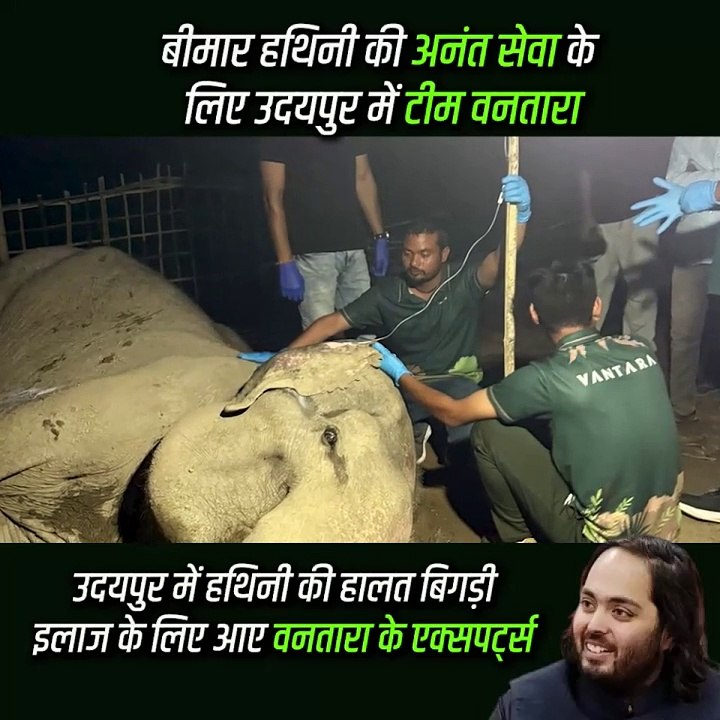 🐘 उदयपुर में एक बीमार हथिनी की जान बचाने के लिए पहुंची वनतारा की विशेषज्ञ टीम!