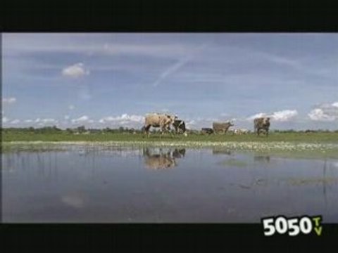 La mise au marais dans le Cotentin