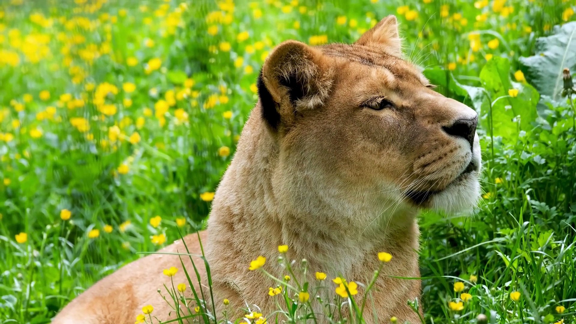 8k wildlife africa