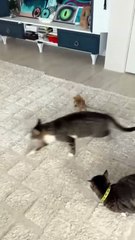 Very funny cat video funny faiting cats catsvideo catfunny funnypost f_20250501_220448