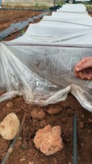 Watermelon cultivation in a small protected area in the open field.