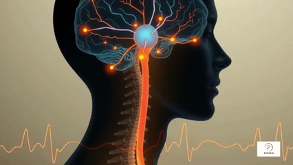 🧠 Thần Kinh – Cơ Quan Im Lặng Nhưng Nguy Hiểm  Khi Não Lên Tiếng, Có Gì Đang Báo Động