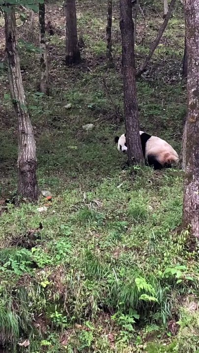 The daily life of pandas 🐼(68)   #Panda #Lovely