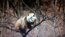 The daily life of pandas 🐼(69)   #Panda #Lovely
