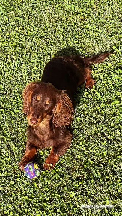 Isabelle Ithurburu est accompagnée de son chien l'adorable Vegas, "une petite saucisse au chocolat née le 17 octobre 2024". Isabelle Ithurburu, Instagram