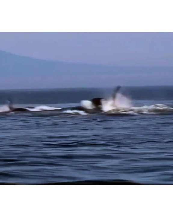 Fotografer lepas Jepang, Noriyuki Hayakawa berhasil menangkap foto Paus Orca langka berwarna Putih di Lepas Pantai Hokkaido Jepang