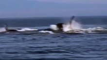 Fotografer lepas Jepang, Noriyuki Hayakawa berhasil menangkap foto Paus Orca langka berwarna Putih di Lepas Pantai Hokkaido Jepang