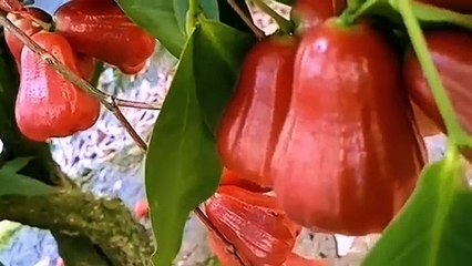 King Rose Wax Apple Harvest – Extra Sweet, Juicy & Loaded with Crimson Fruits!