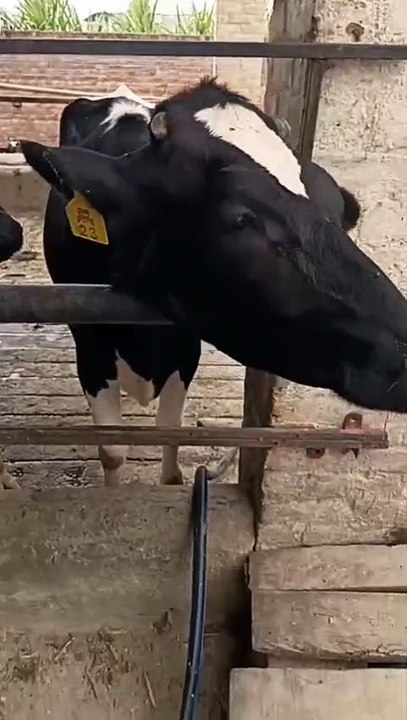 0333-4655559 Heifers/Sale/Lahore/Healthy/Good Milking Capacity #cute #cow #animals