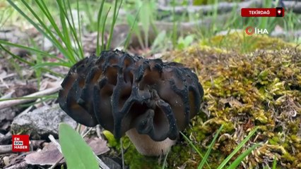 Antalya'da 'kuzugöbeği mantarı' sezonu başladı