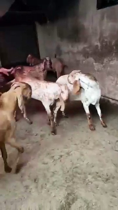 03094179620 Qurbani Bakry/Lahore #beautifullgoats #goat #beetalgoat #cute #goatbreed #animals