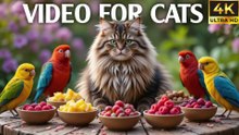 Relaxing Video for Cats to Watch Bird and Squirrels in Nature - CatTV Central