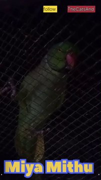 Bird impressions | Real Talk Miya Mithu | #foryoy #parrot #traning #talking #sound #voice #singing