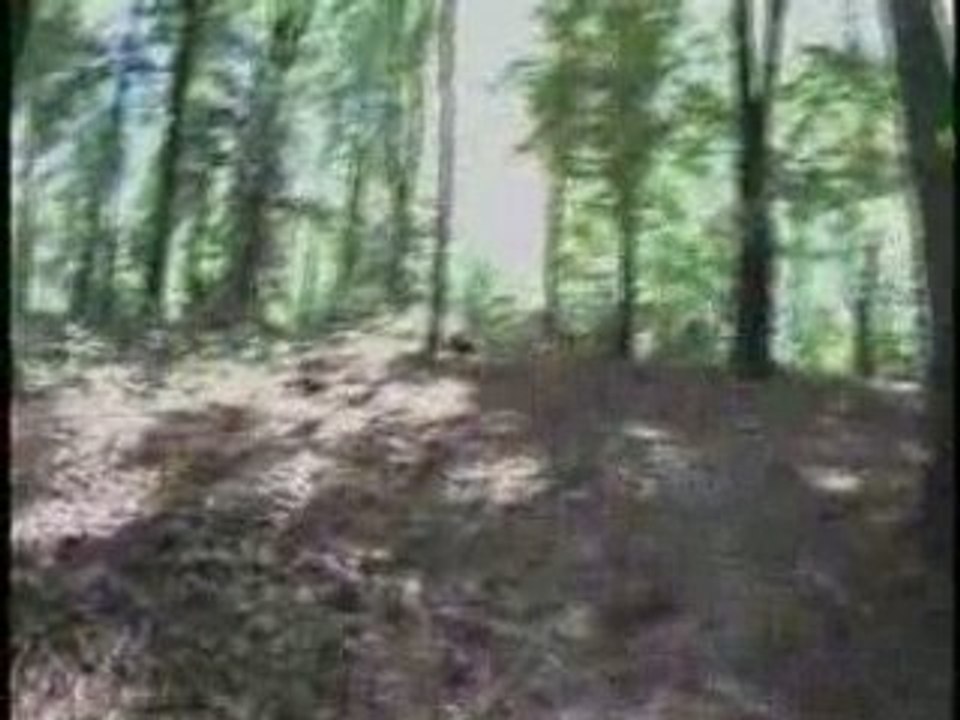 Raismes La forestiere