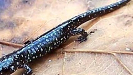 The Northern Slimy Salamander: A Sticky and Fascinating Amphibian