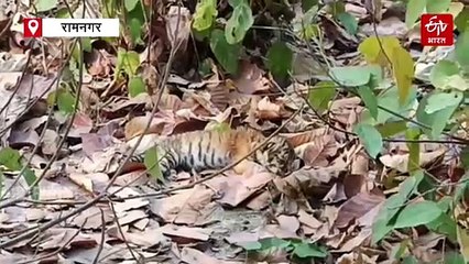 मां से बिछड़ा नन्हा बाघ, शावक की देखभाल में जुटा वन महकमा, जंगल में लगाए गए कैमरे