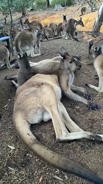Kangaroo just lazy and chilling today | only in Australia 🇦🇺