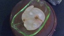 豬龍人身器 Ｅ6 紅山琉璃 玉而富