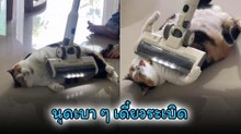 ต้าวเหมียวหุ่นถังแก๊สแบบนี้ จะเอาแรงที่ไหนไปขัดขืน