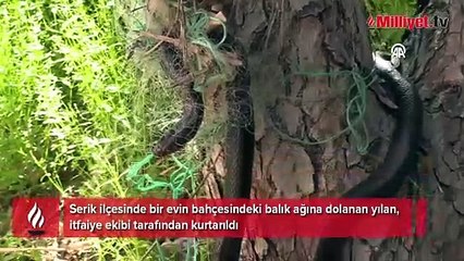 Ağaca metrelerce uzunlukta yılan dolandı