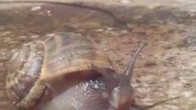 Caracol