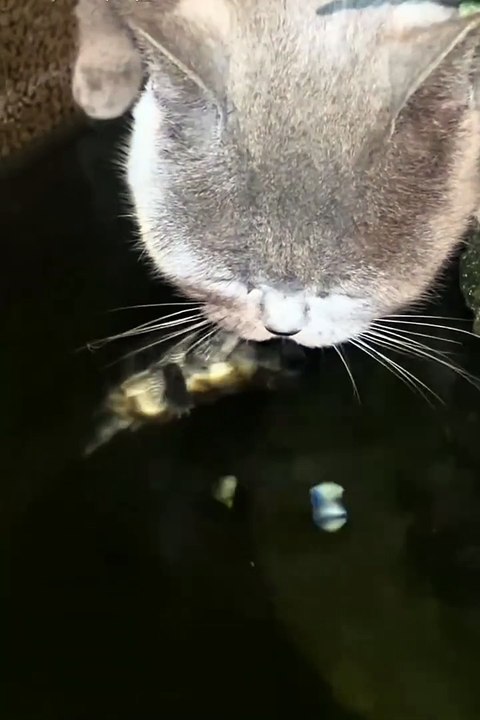 Funny Animals 😼Cute Animals #short #cuteanimal...