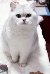 Funny Animals 😼Cute Animals #short #cuteanimals #funnyanimals #shortsfeed