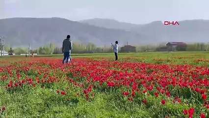 Muş Ovası kırmızıya büründü!