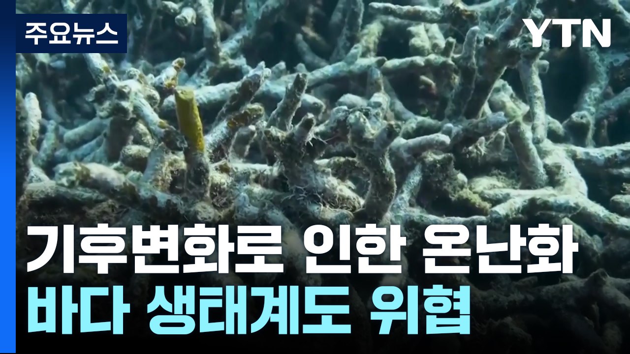 '푸른 산호초'의 몰락...바다 생태계 위협하는 기후변화 / YTN