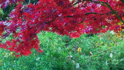 Gardening Australia 2025: Episode 10 – Expert Tips & Stunning Gardens 🌱