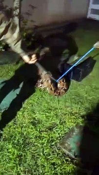 Jiboia é resgatada pela Polícia Ambiental em Campinas de Pirajá; assista