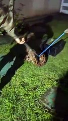 Jiboia é resgatada pela Polícia Ambiental em Campinas de Pirajá; assista