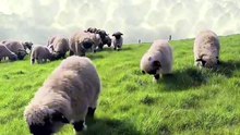 All video about birds life and hunting birds etc