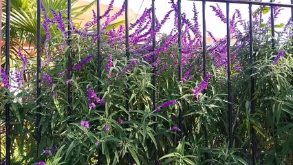 Novia Cumbianchera Me gusta canta Giselle Romina Castillo Vargas