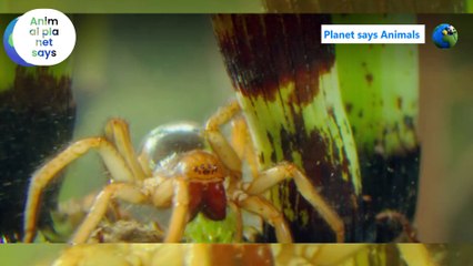 Animals sea spider facts