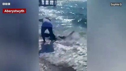 Shark spotted near the shore in Aberystwyth and Aberdyfi