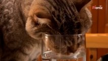 Sa chatte boit dans son verre : sa réaction fait hurler de rire plus de 76K d’internautes