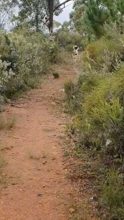 Coquerel's sifaka