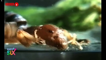 Codice Mistero - La stanza dei mostri