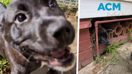Staffy puppy freed without injury from concrete block