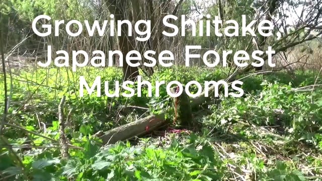 #Howto grow gourmet #Shiitake #mushrooms on logs.