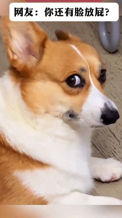 Look at the puppy's reaction when the owner farts ...