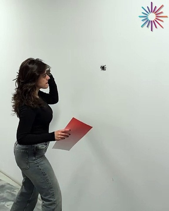 This spider had other plans 😂🕸️