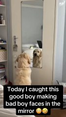 "When Your Dog Thinks He’s a Rebel… in the Mirror