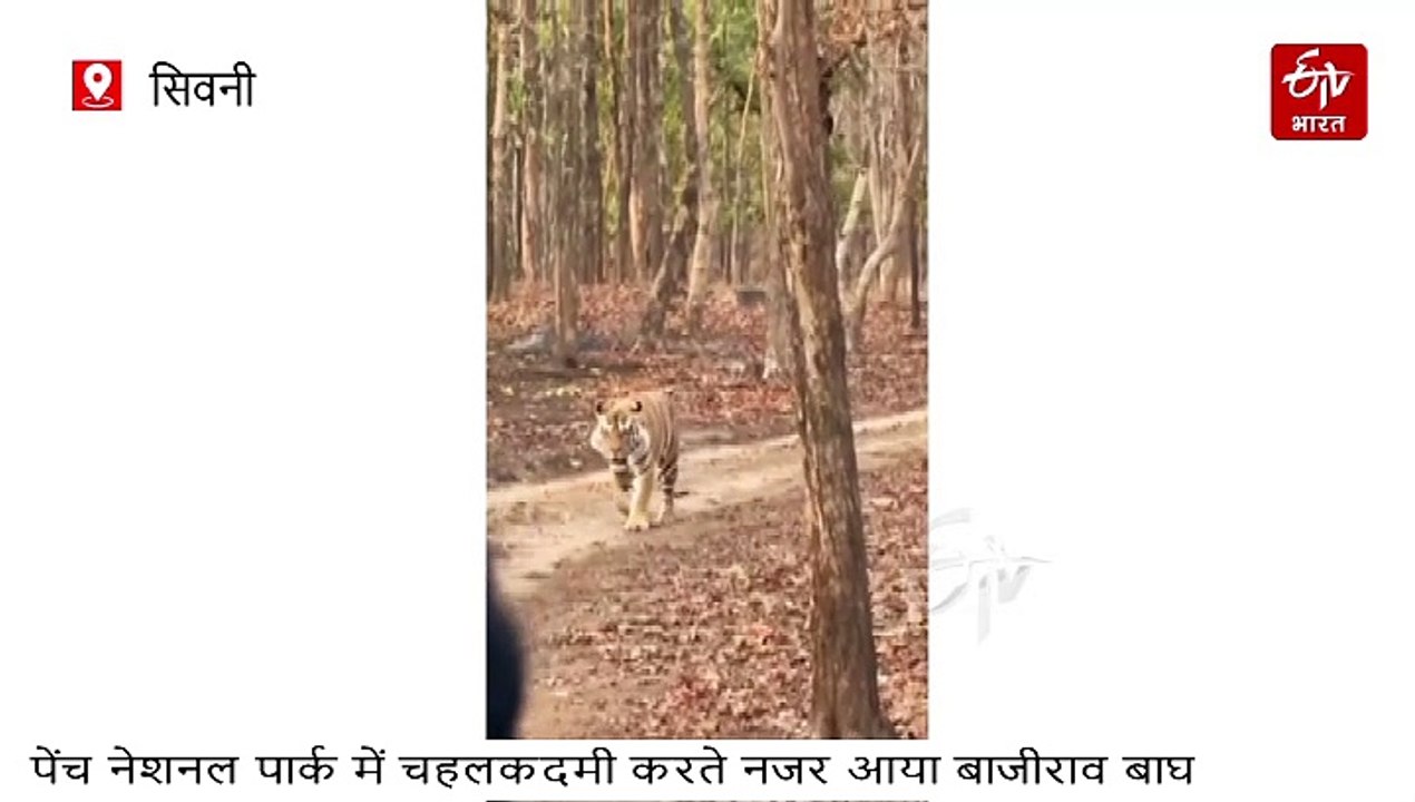 बाघ के दीदार करना है तो आइए पेंच टाइगर रिजर्व, इस मौसम में हाउसफुल