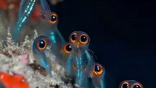 ikan lucu