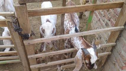 "Backyard Buddies: Where Pets Meet Playful Goats & Lambs!"