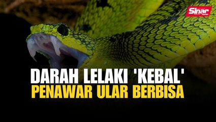 Darah lelaki 'kebal'  penawar ular berbisa