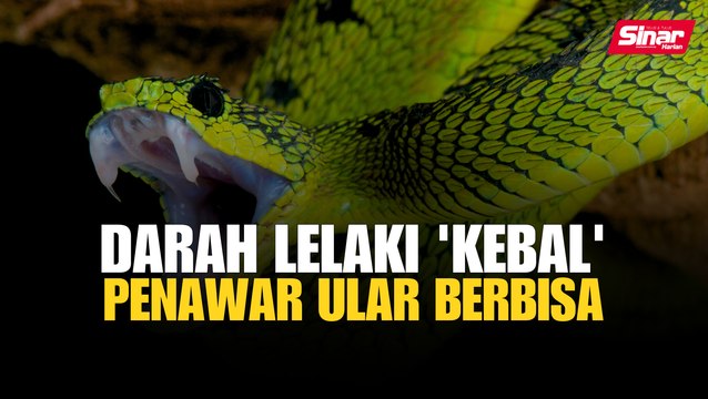 Darah lelaki 'kebal' penawar ular berbisa