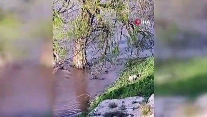 Aşkale’de su samuru görüntülendi